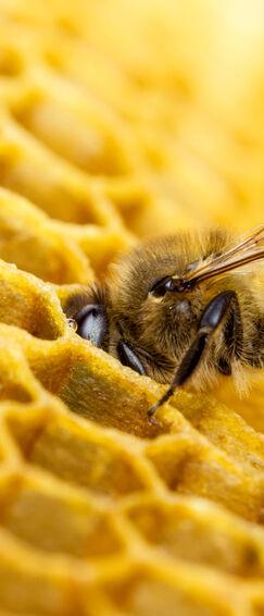 Insektenschutz im doppelten Sinne