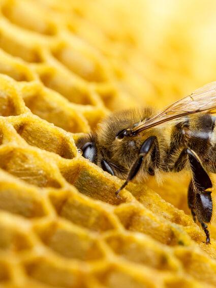 Insektenschutz im doppelten Sinne