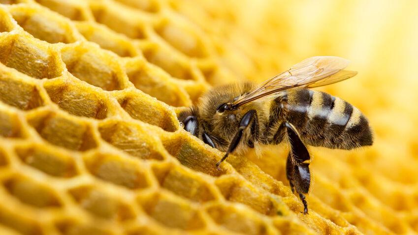 Insektenschutz im doppelten Sinne