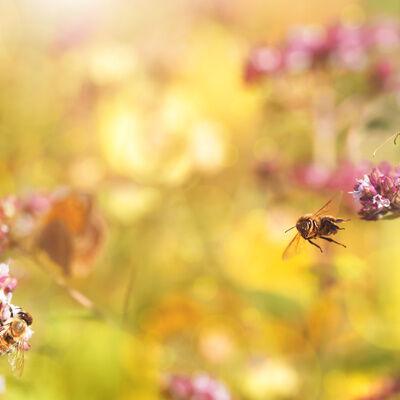Insects on Oregano