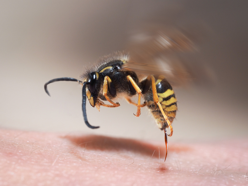 Wespenstich Insektenschutz