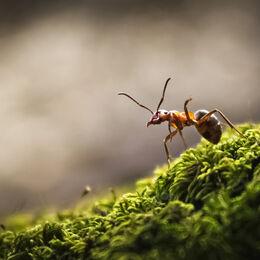 Forest ant closeup