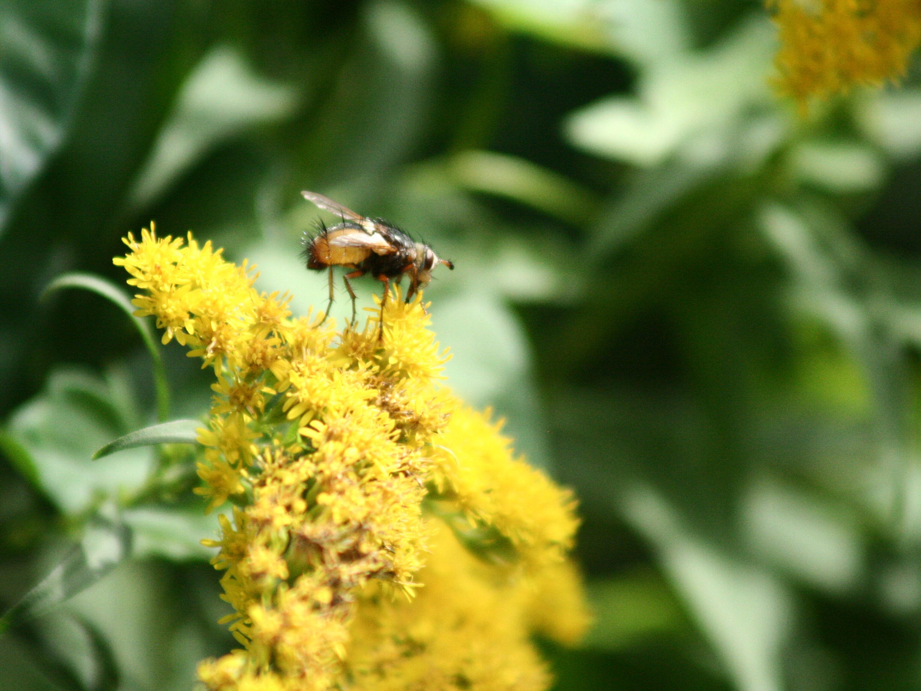 Nahaufnahme Insekten Artenvielfalt