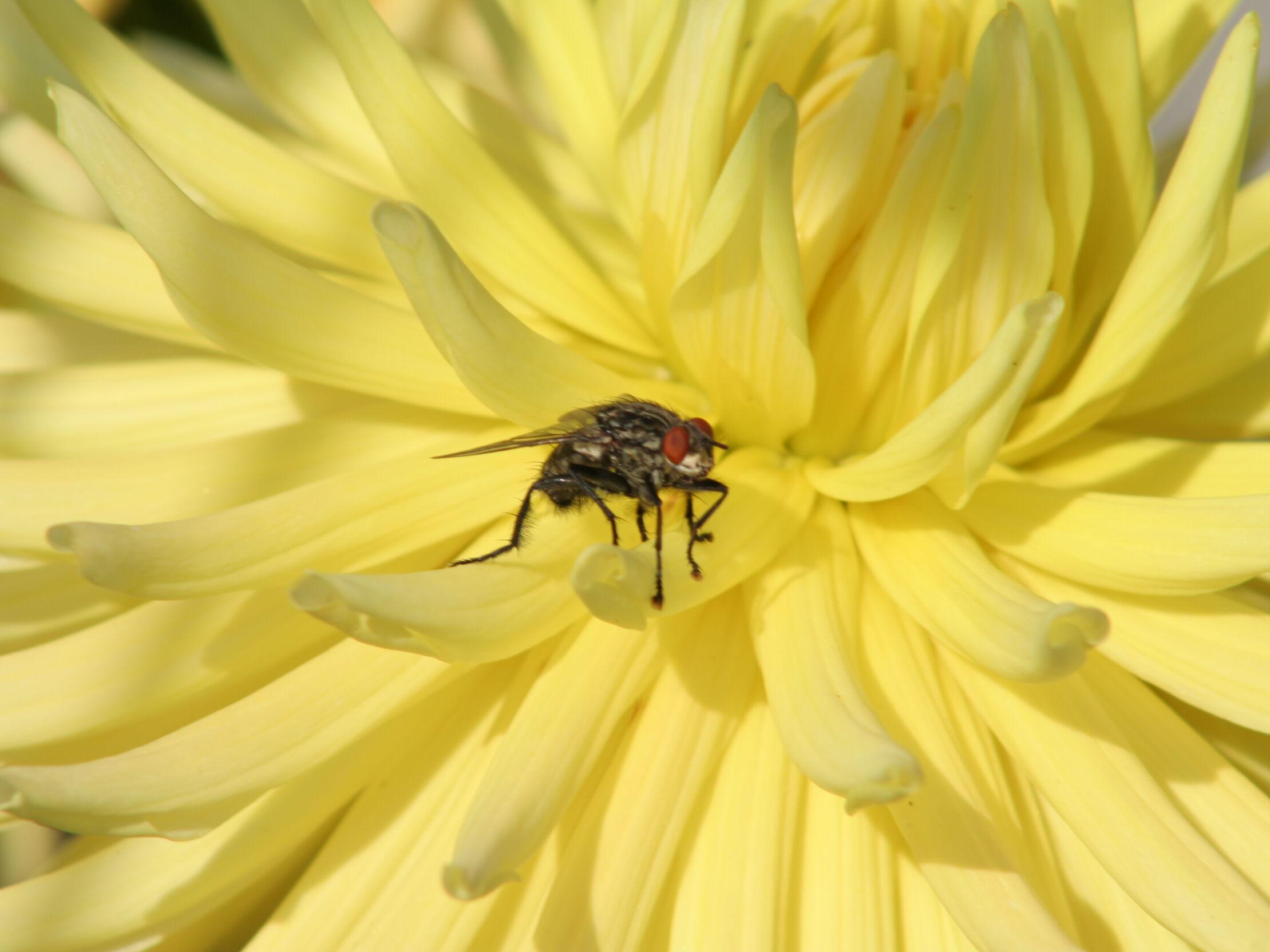Insekten Garten (6)