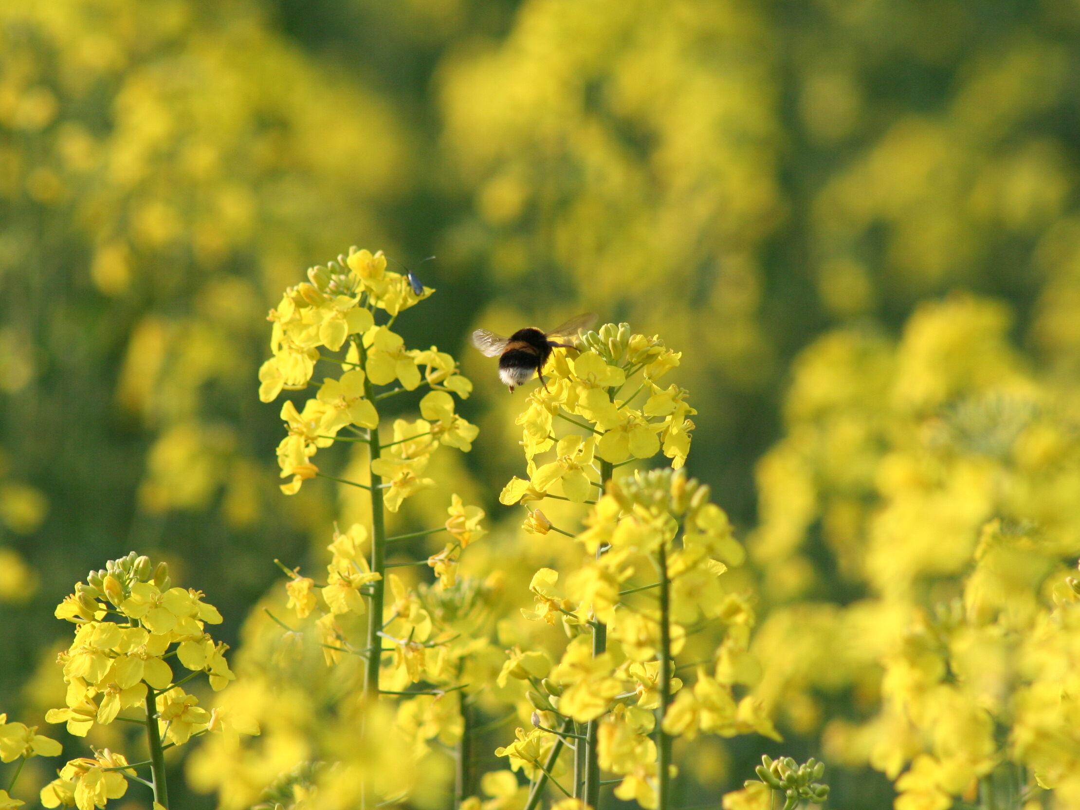 Insekten Hummel Artenvielfalt