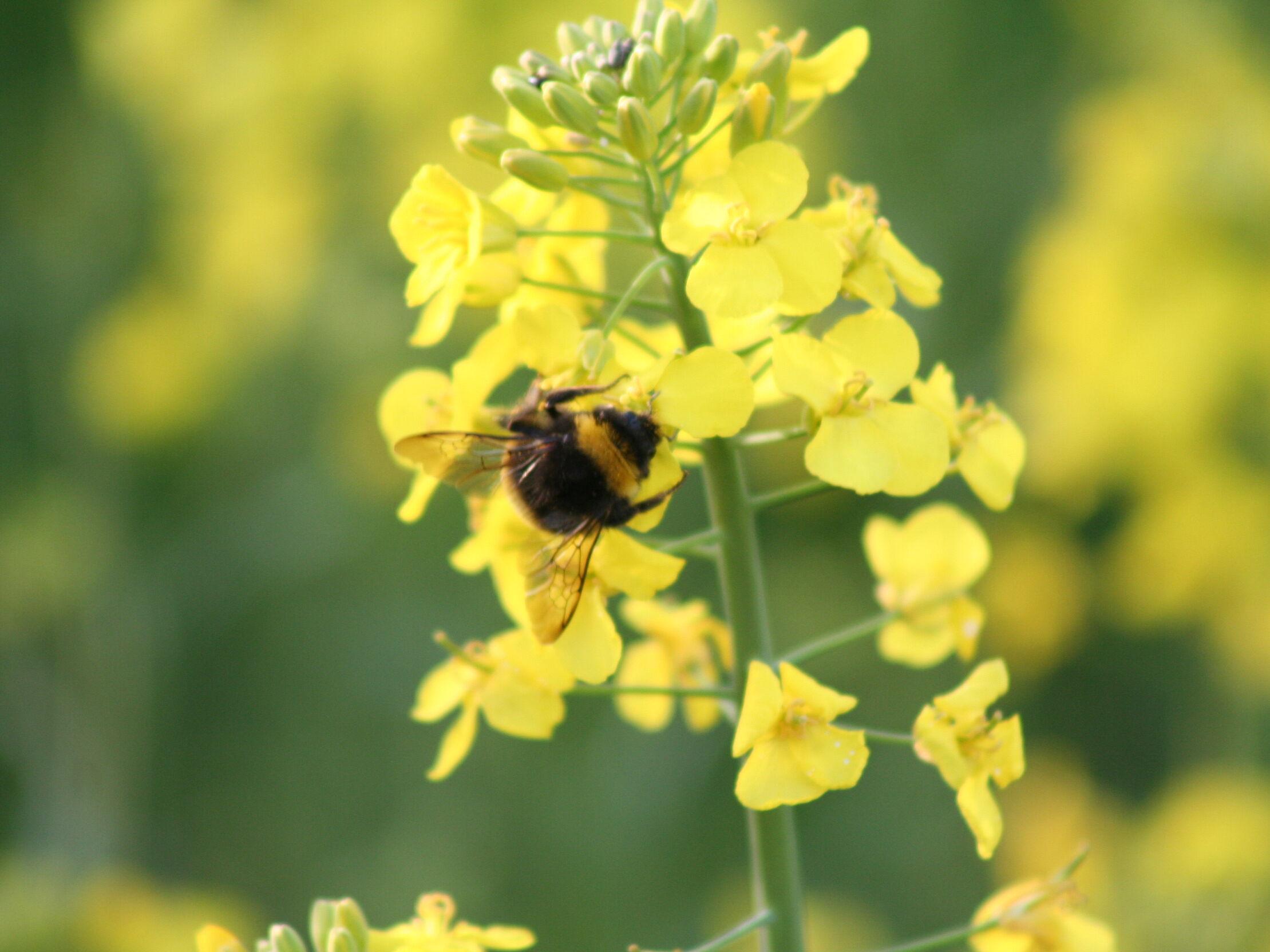 Insektensterben