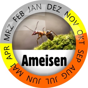 Insektenschutz Ameisen