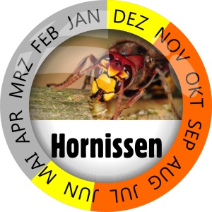 Insektenschutz Hornissen