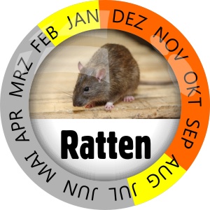 Insektenschutz Ratten