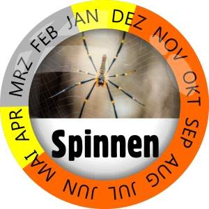 Insektenschutz Spinnen