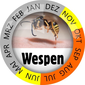 Insektenschutz Wespen