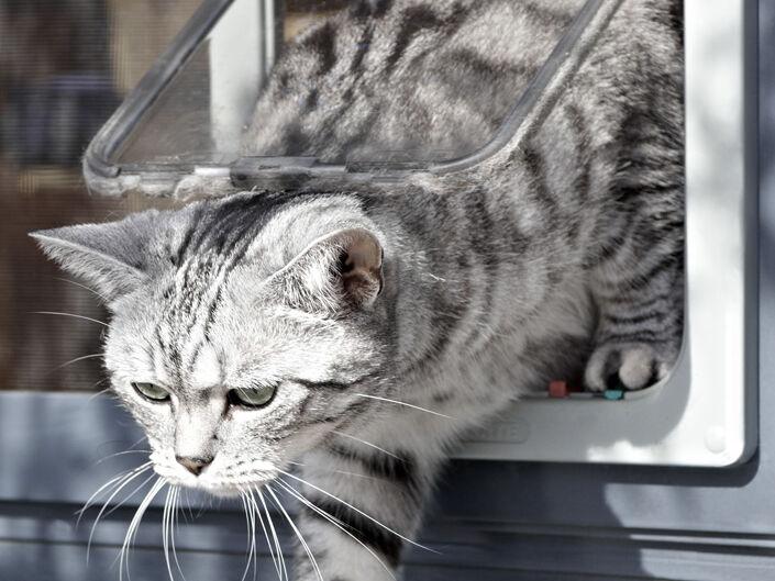 Katzenklappe Insektenschutz