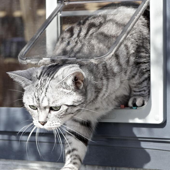 Katzenklappe Insektenschutz