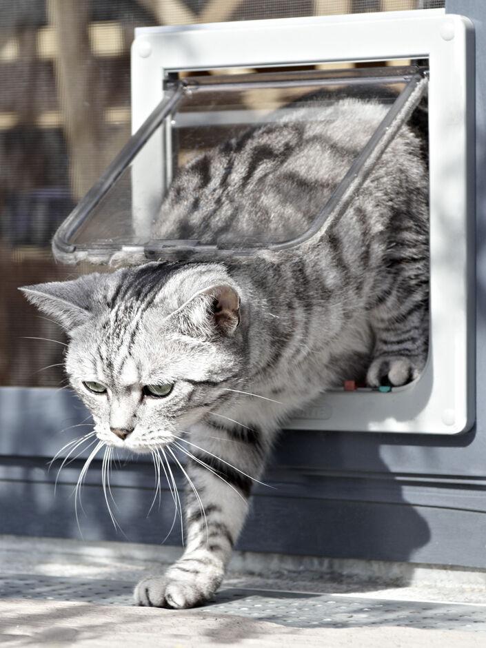 Katzenklappe Insektenschutz