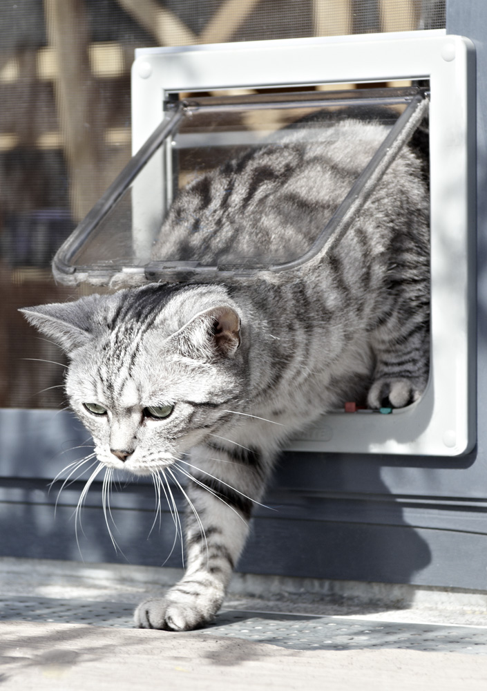 Fliegengittertür mit Hundeklappe oder Katzenklappe kaufen