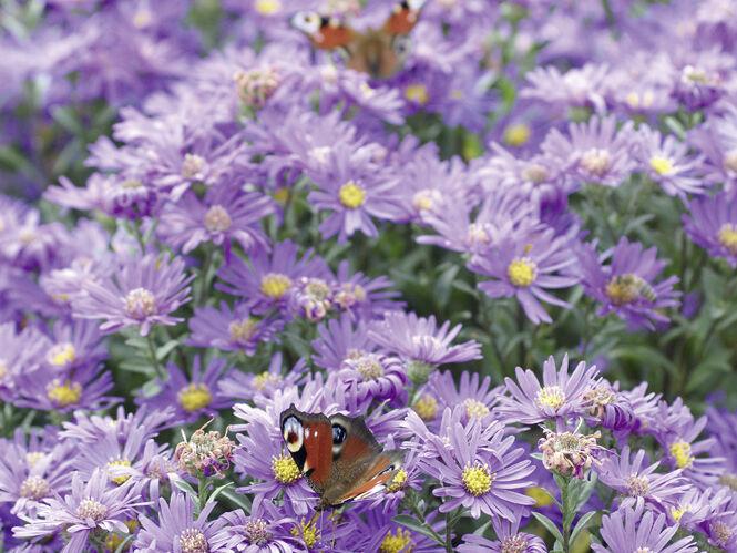 Insektenschutz