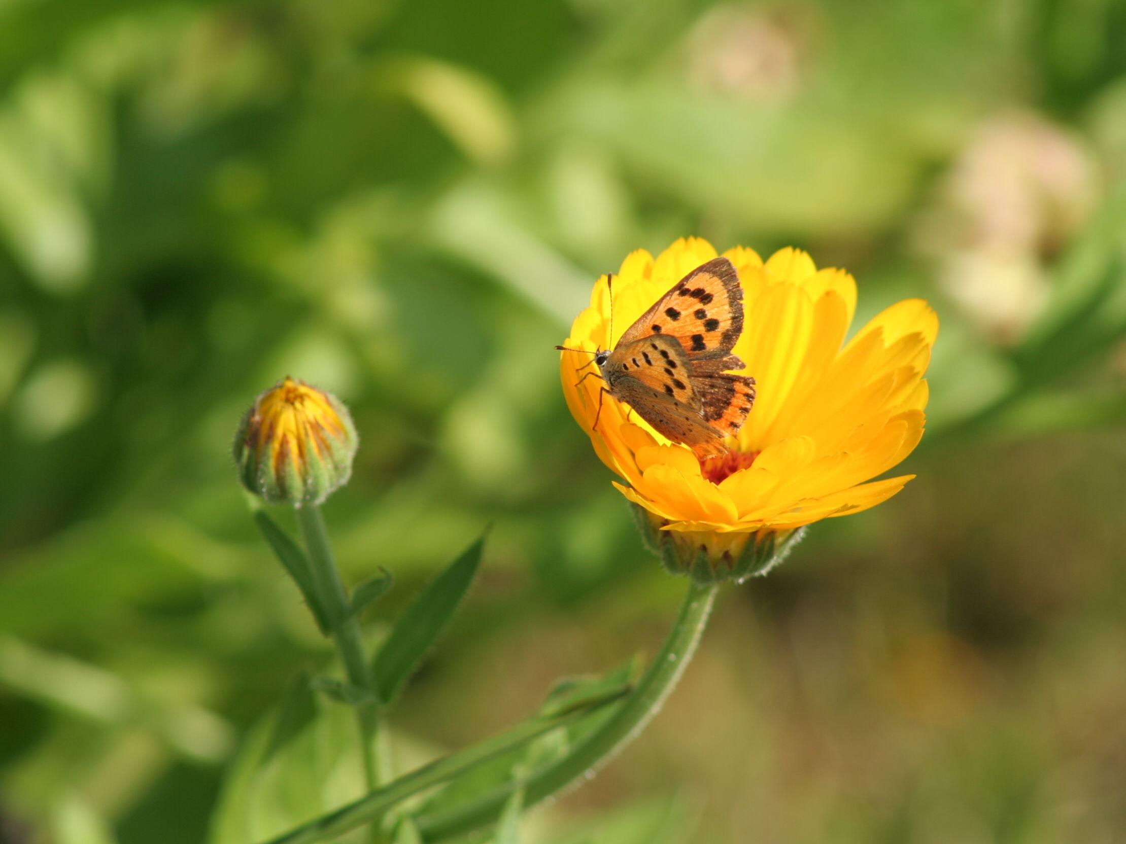 Artenvielfalt Schmetterlinge