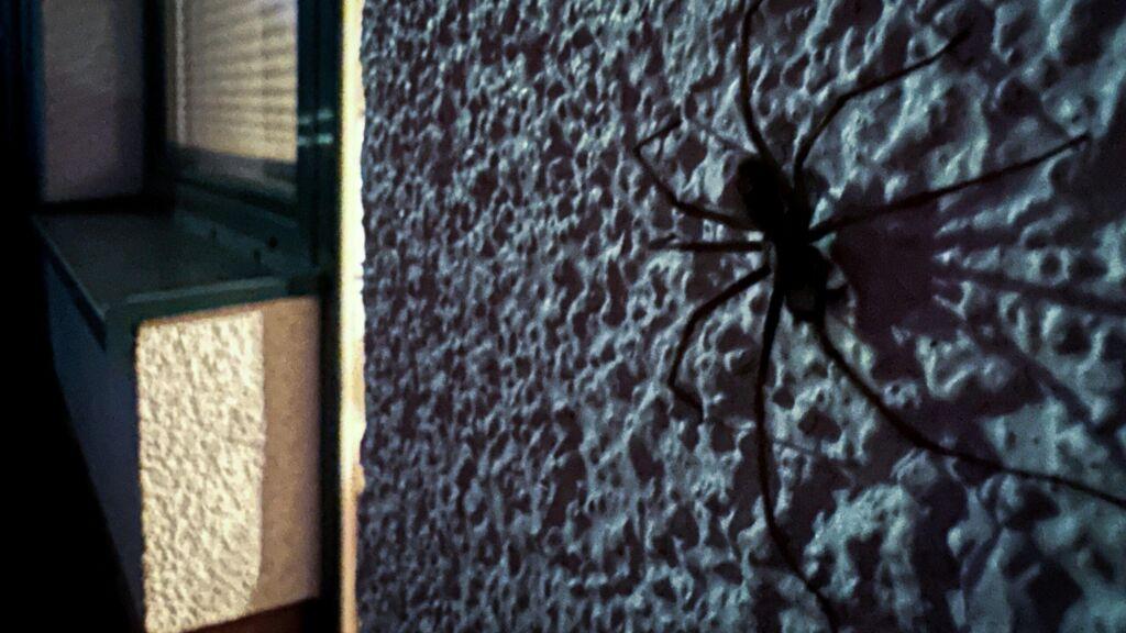 Spinne am Haus im Herbst