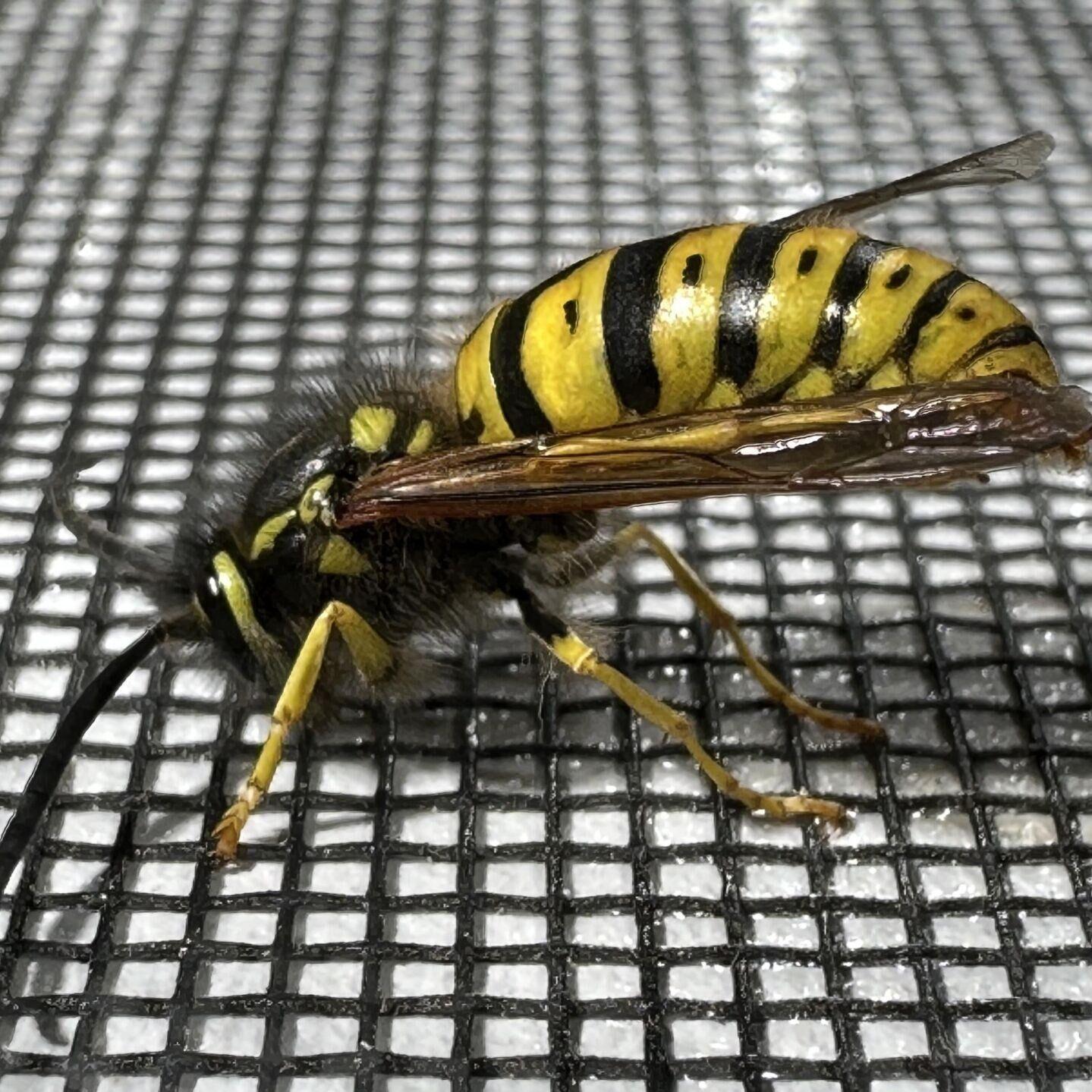 Wespe auf Insektenschutzgewebe Fliegengittergaze