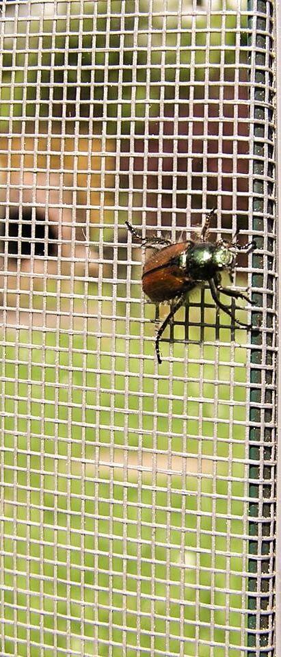 Insektenschutzgewebe Netz Gaze