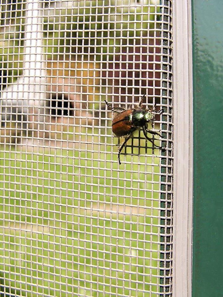Insektenschutzgewebe Netz Gaze
