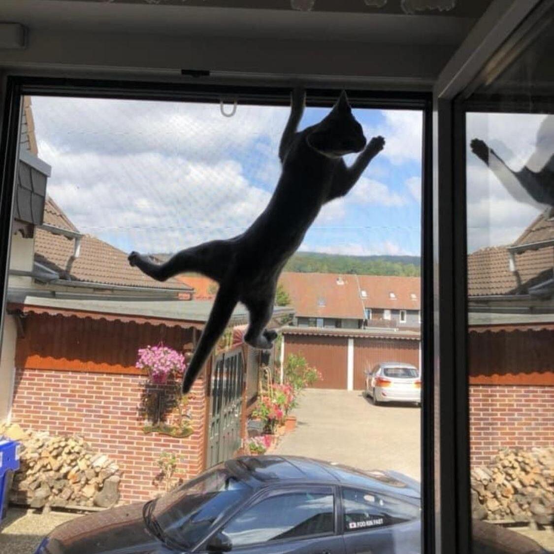 Robuste Gewebe für abenteuerlustige Katzen